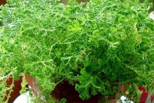 翠云草蔫了能不能活，要进行充足光照