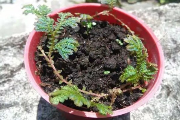 翠云草蔫了能不能活，要进行充足光照