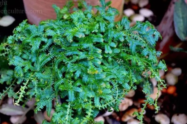 翠云草蔫了能不能活，要进行充足光照