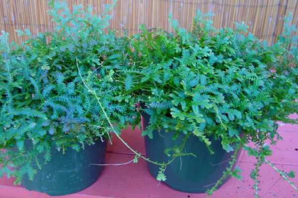 翠云草蔫了能不能活，要进行充足光照