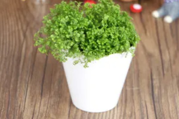 翠云草蔫了能不能活，要进行充足光照