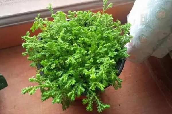 翠云草蔫了能不能活，要进行充足光照