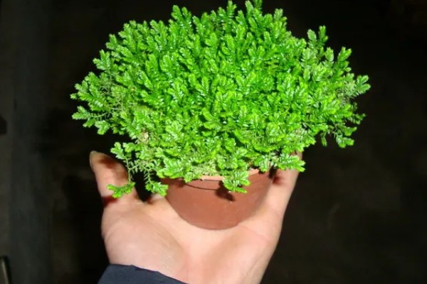 翠云草蔫了能不能活，要进行充足光照