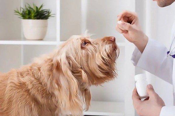 狗狗晕车如何处理，坐车前可以饲喂晕车药