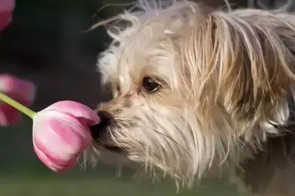 狗狗晕车如何处理，坐车前可以饲喂晕车药