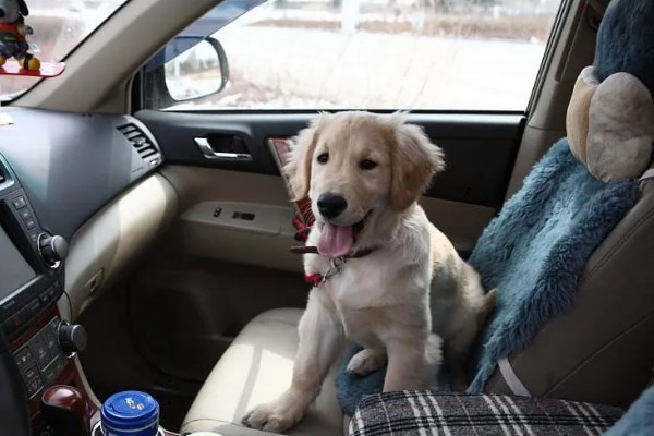 狗狗晕车如何处理，坐车前可以饲喂晕车药