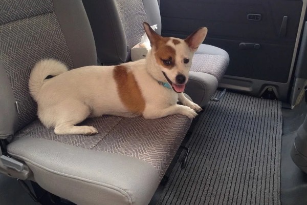 狗狗晕车如何处理，坐车前可以饲喂晕车药