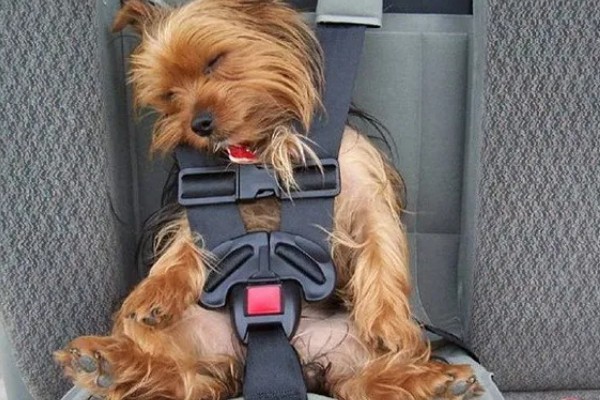 狗狗晕车如何处理，坐车前可以饲喂晕车药