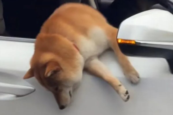 狗狗晕车如何处理，坐车前可以饲喂晕车药