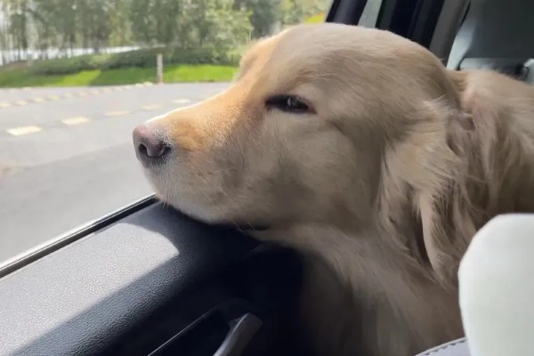 狗狗晕车如何处理，坐车前可以饲喂晕车药