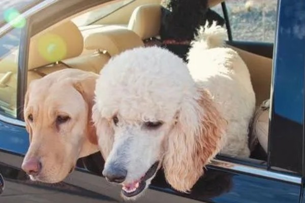 狗狗晕车如何处理，坐车前可以饲喂晕车药