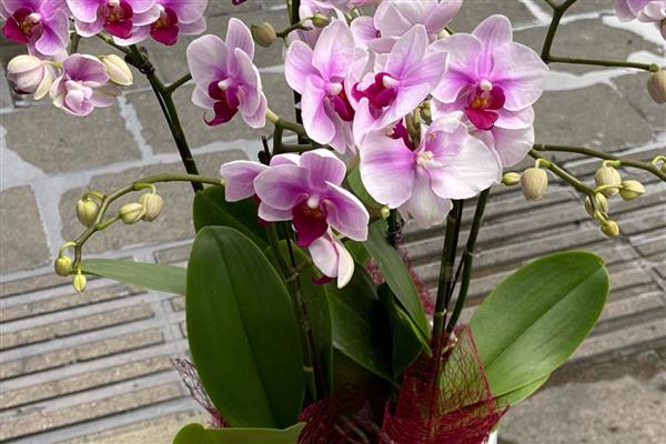 蝴蝶兰叶子发黄变软怎么处理，浇水要浇透