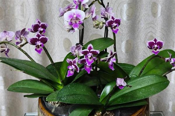 蝴蝶兰叶子发黄变软怎么处理，浇水要浇透