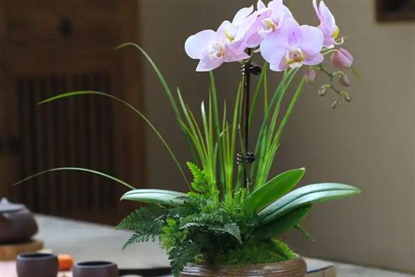 蝴蝶兰叶子发黄变软怎么处理，浇水要浇透