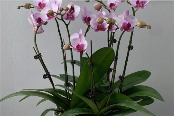 蝴蝶兰叶子发黄变软怎么处理，浇水要浇透