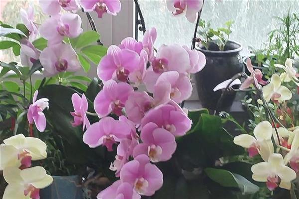 蝴蝶兰叶子发黄变软怎么处理，浇水要浇透