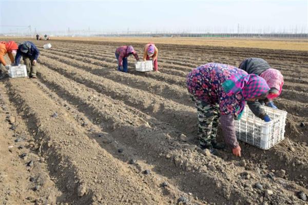 凉薯高产方法，幼苗长到7厘米时要中耕除草