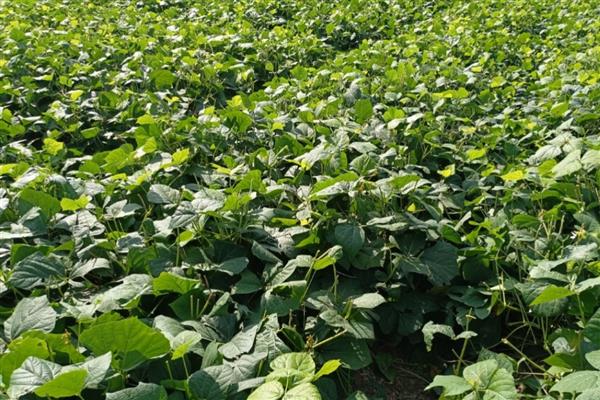 凉薯高产方法，幼苗长到7厘米时要中耕除草