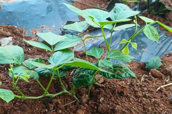 凉薯高产方法，幼苗长到7厘米时要中耕除草