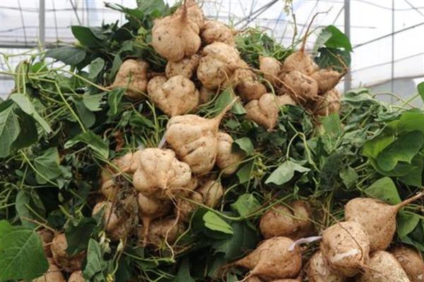 凉薯高产方法，幼苗长到7厘米时要中耕除草