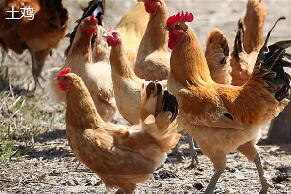 土鸡与肉鸡的区别，饲养方法和外形均不同