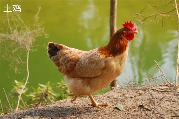 土鸡与肉鸡的区别，饲养方法和外形均不同