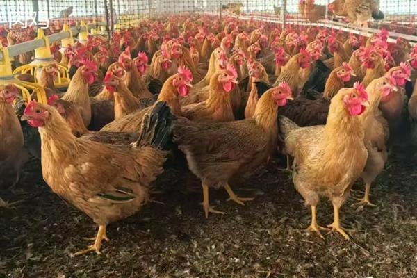 土鸡与肉鸡的区别，饲养方法和外形均不同