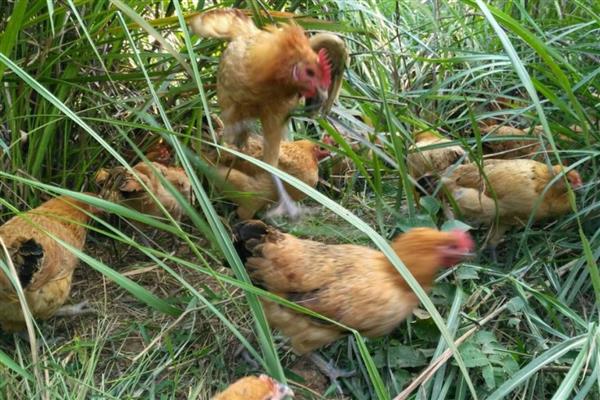 土鸡与肉鸡的区别，饲养方法和外形均不同