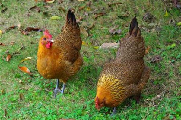 土鸡与肉鸡的区别，饲养方法和外形均不同