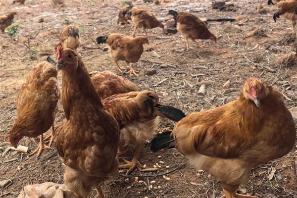 土鸡与肉鸡的区别，饲养方法和外形均不同