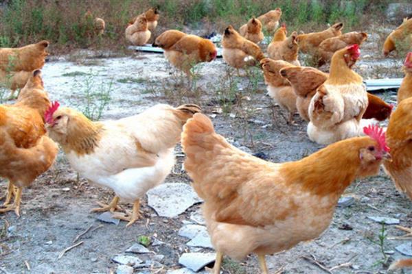 土鸡与肉鸡的区别，饲养方法和外形均不同