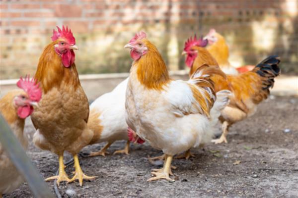 土鸡与肉鸡的区别，饲养方法和外形均不同