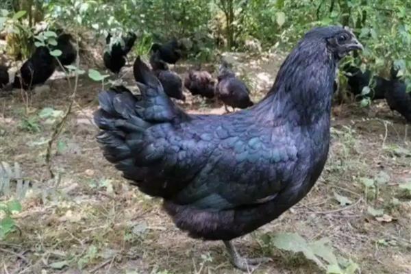 土鸡与肉鸡的区别，饲养方法和外形均不同