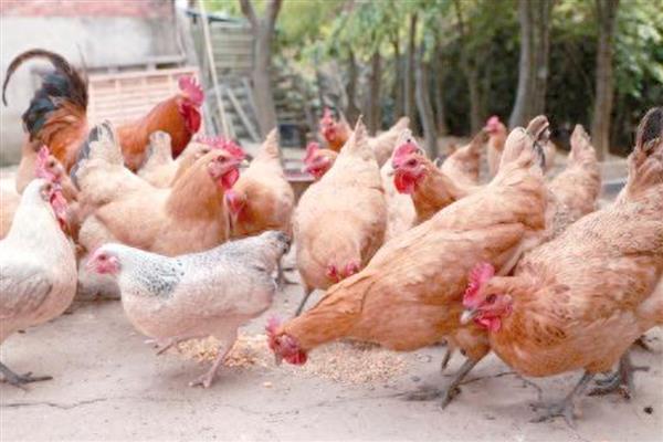 土鸡与肉鸡的区别，饲养方法和外形均不同