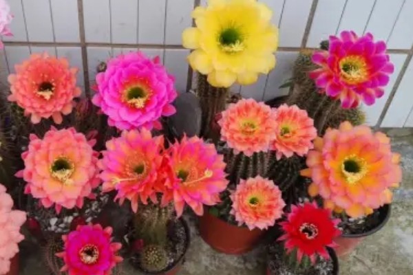 毛花柱几年可以开花，通常生长2-3年就可以