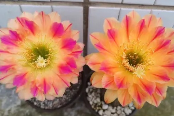 毛花柱几年可以开花，通常生长2-3年就可以