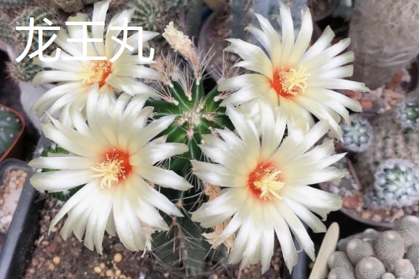 毛花柱几年可以开花，通常生长2-3年就可以