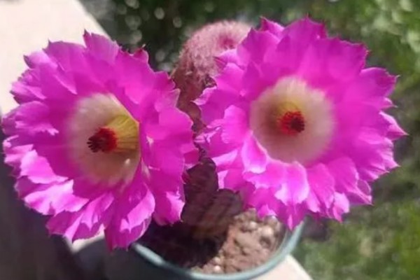 毛花柱几年可以开花，通常生长2-3年就可以