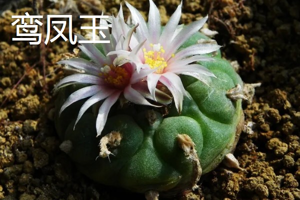 毛花柱几年可以开花，通常生长2-3年就可以