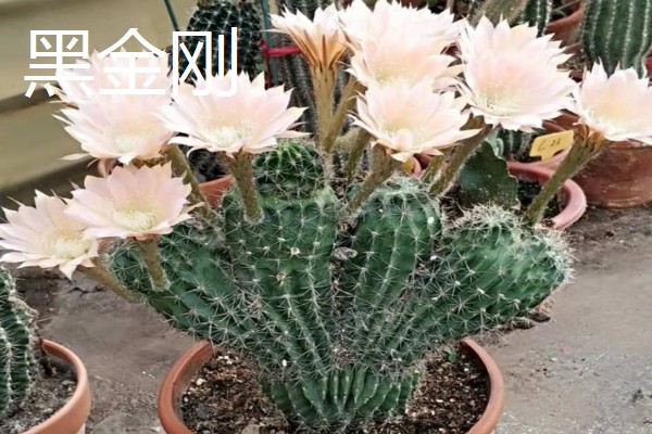 毛花柱几年可以开花，通常生长2-3年就可以