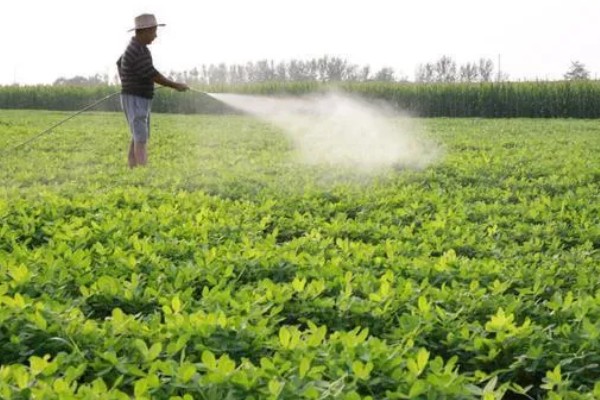 花生卷叶病怎么防治，水旱轮作可防治青枯病