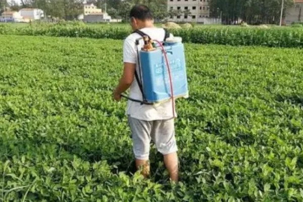 花生卷叶病怎么防治，水旱轮作可防治青枯病