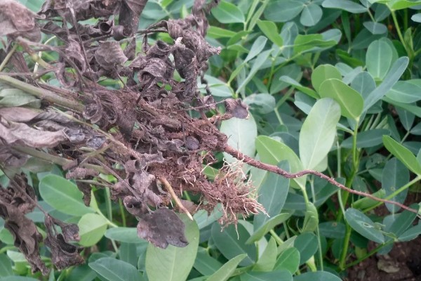 花生卷叶病怎么防治，水旱轮作可防治青枯病