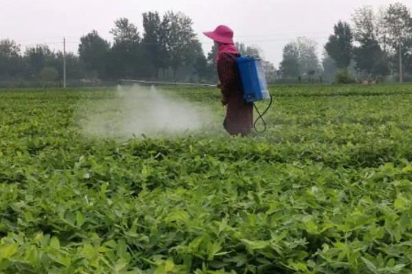 花生卷叶病怎么防治，水旱轮作可防治青枯病