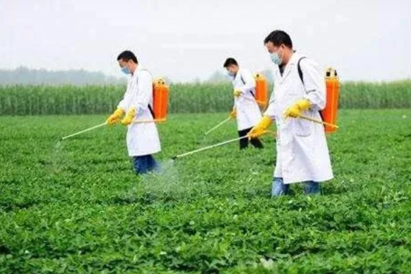 花生卷叶病怎么防治，水旱轮作可防治青枯病