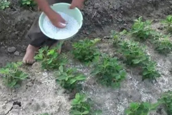 花生卷叶病怎么防治，水旱轮作可防治青枯病