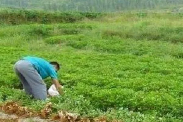 花生卷叶病怎么防治，水旱轮作可防治青枯病