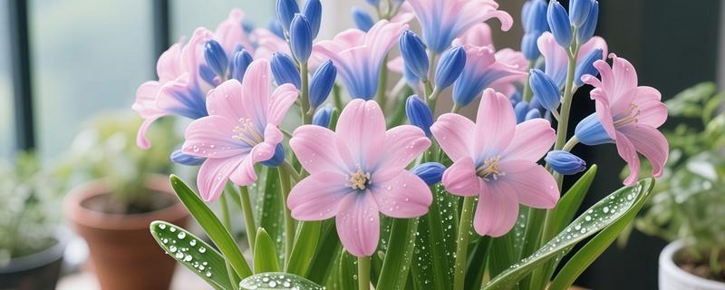 小苍兰怎么养殖，苗期每隔7天左右浇一次水