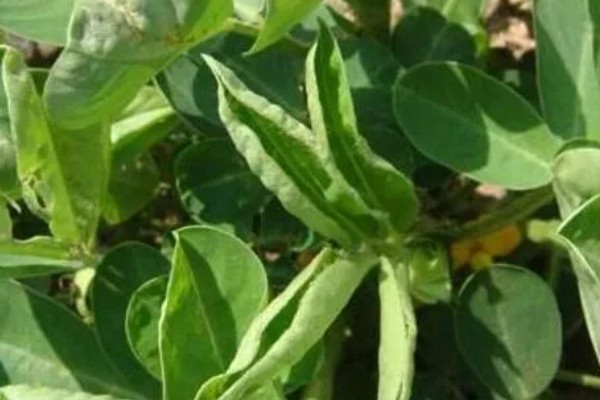 花生卷叶病怎么防治，水旱轮作可防治青枯病
