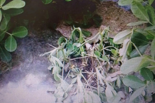 花生卷叶病怎么防治，水旱轮作可防治青枯病